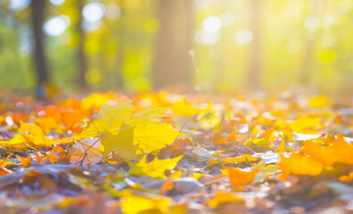 forest glade covered by red dry leaves in light of sparkle sun