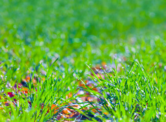 closeup grass in green rural field