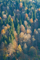 autumn in the forest