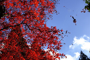 燃える秋