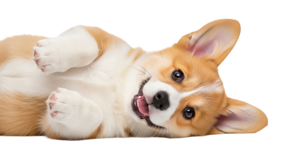 Happy corgi puppy lying on its back isolated on transparent background