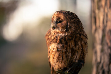 Close up of Tawny owl (Strix aluco) watching by dark deep big eyes and sitting on dry branch next tree trunk low under crown. Wildlife tranquil bird portrait in natural habitat background during dusk