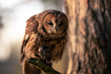 Close up of Tawny owl (Strix aluco) eating by small bird prey dead song bird on dry branch next tree trunk low under crown. Wildlife tranquil bird portrait in natural habitat background during dusk