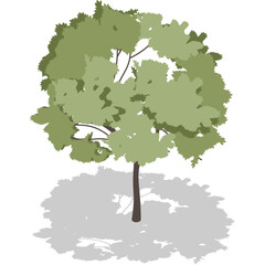 Green deciduous tree with full foliage casting a gray shadow on a transparent background flat cartoon design illustration