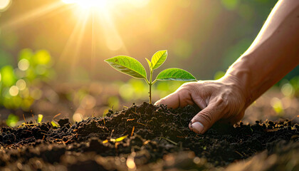 Hands planting small seedlings in fertile soil