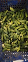 vegetables cucumbers at the market
