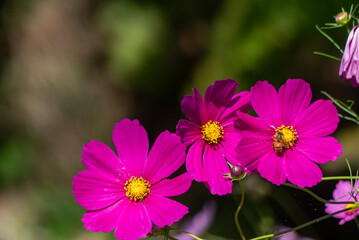公園に咲くピンクのコスモス