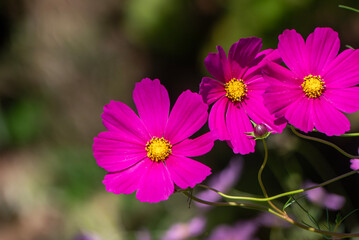 公園に咲くピンクのコスモス