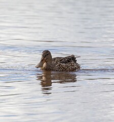 Northern Shoveler