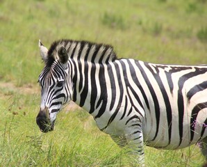 Zebra in the grass