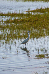 Bird in the water among reeds