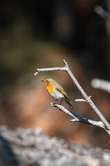 A European Robin with a vivid orange breast perches on a dry-needled branch