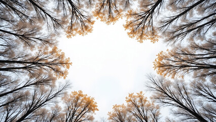 Low angle view of trees with autumn leaves forming circle frame in forest background