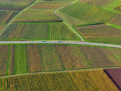 Aerial view of vibrant vineyards create a patchwork quilt of greens and golds, bisected by a road where two cars pass, Rouffach, Grand Est, France.