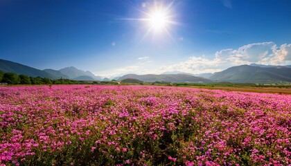 Fototapeta premium endless field of vibrant pink flowers under a bright blue sky the sun shines brilliantly casting a glow over the petals while distant mountains provide a majestic backdrop