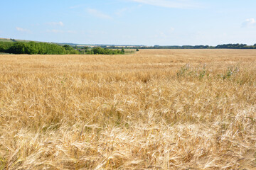 Golden Field of Ripe Grain Under a Summer Sky