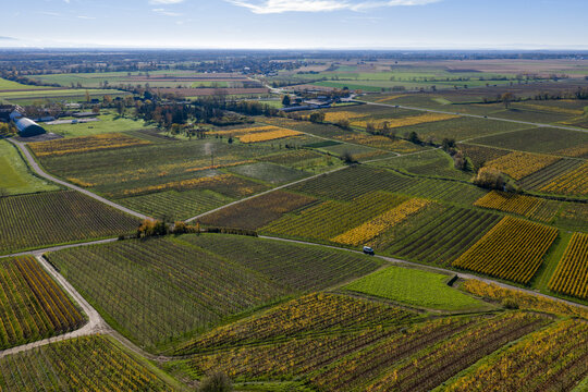 Aerial view of autumnal vineyards paint the landscape in hues of gold and green, divided by roads, creating a patchwork of agricultural beauty, Rouffach, Grand Est, France.