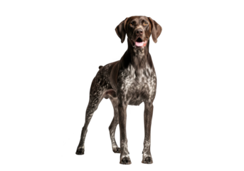 Full body german shorthaired pointer dog breed pet animal canine companion isolated stock image photography, transparent background, isolated on transparent background