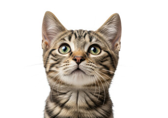 Fototapeta premium Adorable tabby cat portrait with green eyes looking upward pet feline animal kitten domestic isolated on transparent background