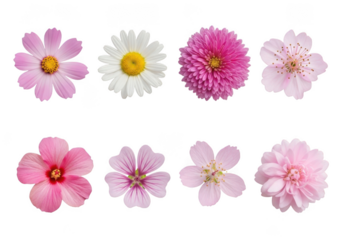 Floral assortment png flower clipart collection pink white blossom petals daisy cosmos hibiscus cherry isolated elements vector graphic design isolated on transparent background