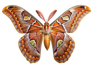 Atlas moth, attacus atlas, a large species of silk moth in the family saturniidae, isolated on transparent background