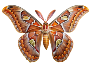 Atlas moth, attacus atlas, a large species of silk moth in the family saturniidae, isolated on transparent background