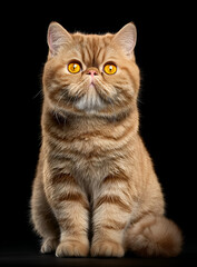 Obraz premium Adorable brown tabby cat with striking yellow eyes posed gracefully against a dark background.