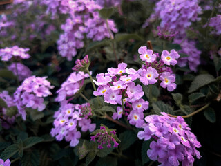 Obraz premium purple flowers in the garden
