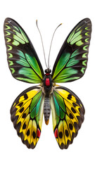 A vibrant male ornithoptera priamus butterfly, also known as the common birdwing, showcasing its striking green and yellow wings with black markings and red spots, isolated on a transparent background