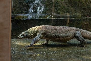 A Komodo dragon from Papua is active in a zoo in Lombok, Indonesia in the morning.