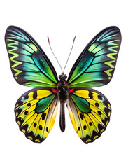 A beautiful birdwing butterfly with vibrant green and yellow wings, isolated on a transparent background