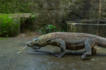 A Komodo dragon from Papua is active in a zoo in Lombok, Indonesia in the morning.