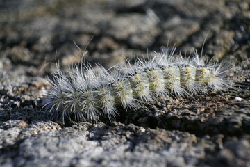 Hairy caterpillar crawling on tree bark