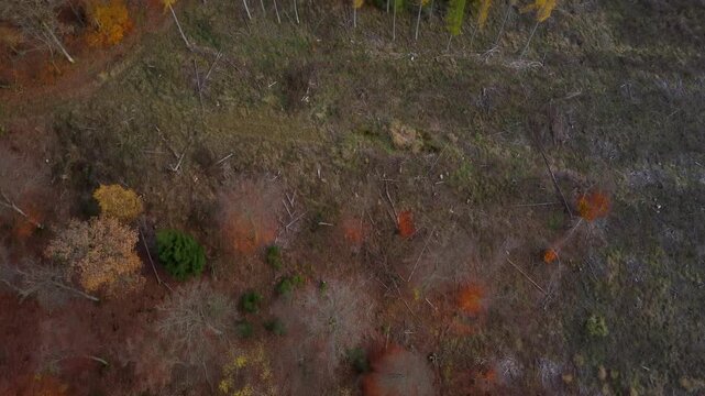 Seitlicher Drohnenflug &uuml;ber herbstliche Mittelgebirgslandschaft in Nordhessen &ndash; Blick auf kleine Schotterstra&szlig;e, Baumreihe, Felder und H&uuml;gel im warmen Abendlicht