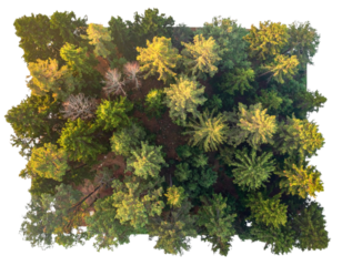 Dense Forest of Mixed Trees, Top-Down View, Isolated on Transparent Background
