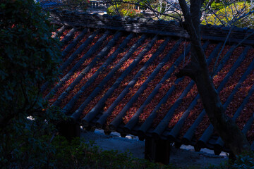 日本の風景・秋　岡山県岡山市　吉備津神社　廻廊
