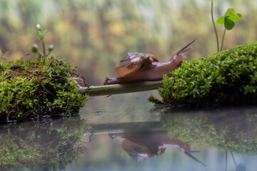 Snail Crossing a Moss Bridge Over Water with Reflection