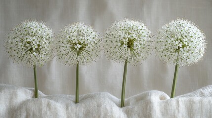 Four white allium flowers arranged on a cream fabric.