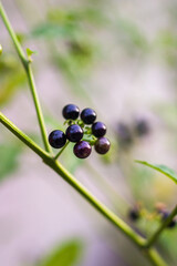 Lenca or Solanum nigrum, is a plant belonging to the eggplant family Solanaceae