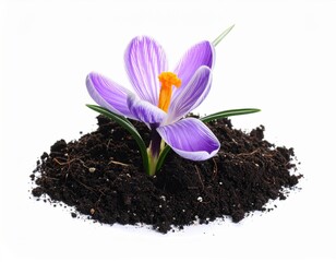 Vibrant purple crocus flower emerges from a mound of fertile dark soil, standing isolated against a clean white background, heralding new spring life.