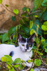 black and white cat around betel leaves
