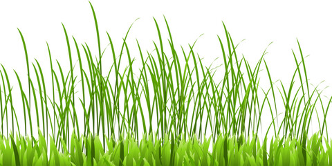 Green grass field vector illustration on white background.  March, abstract herbal floor vector illustration. Park, yard, garden natural landscape decoration