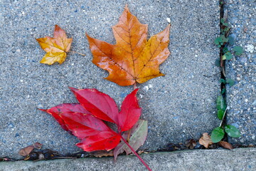 Autumn maple leaves on sidewalk