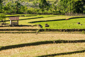 terraced rice field landscape