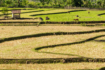 terraced rice field landscape