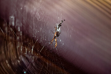 High perspective view of a spider waving its web