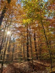 Fototapeta premium automne