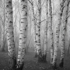 birch Trees in the forest black and white monochromatic, snow and winter scene