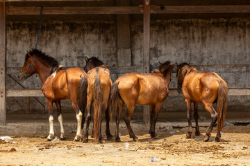several horses at the horse trading market