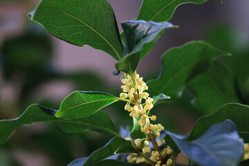 Close-up of golden autumn osmanthus in bloom